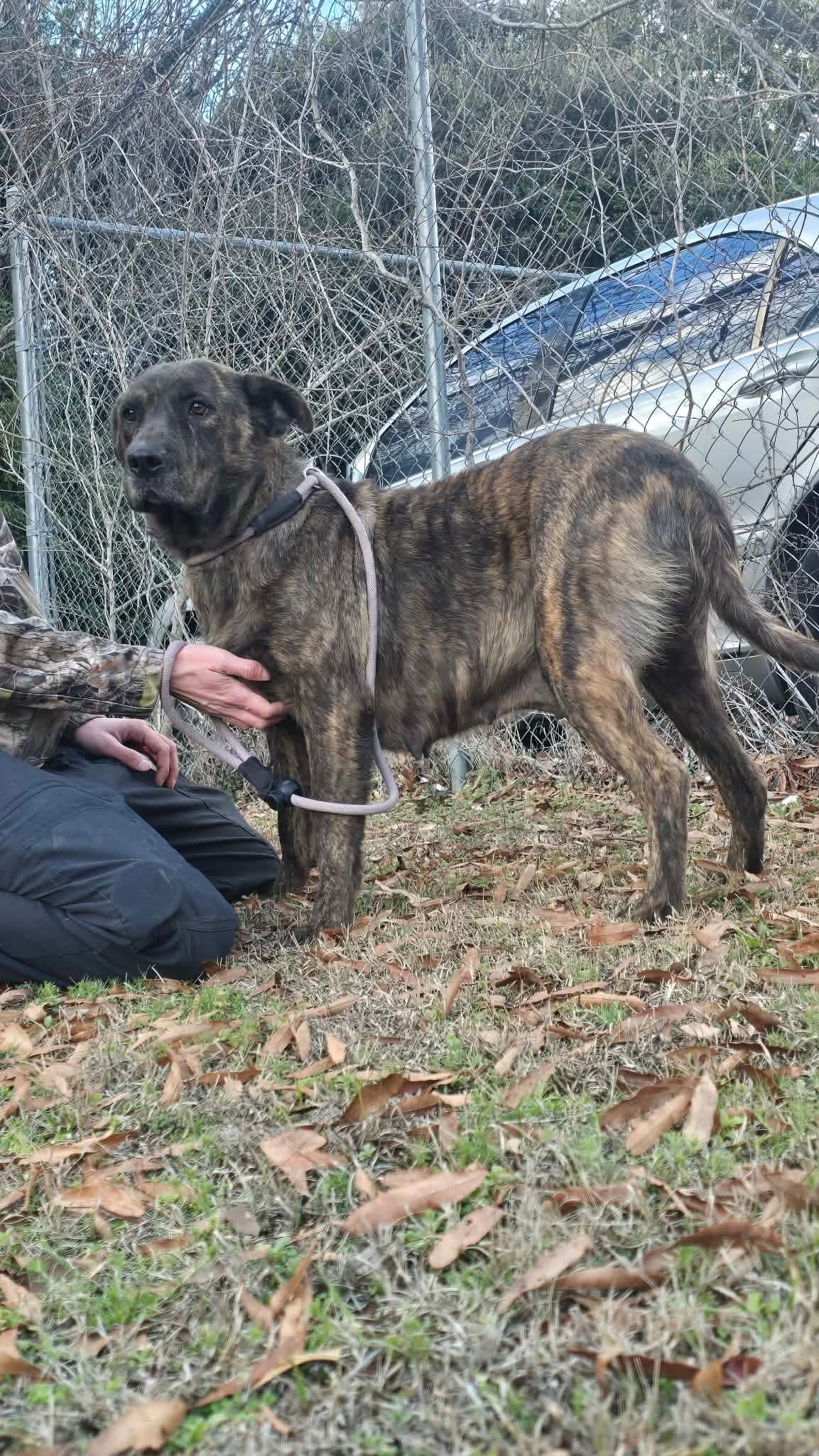 Enlarge Mable, a Adoptable mixed breed in Albany, NY image 4/5