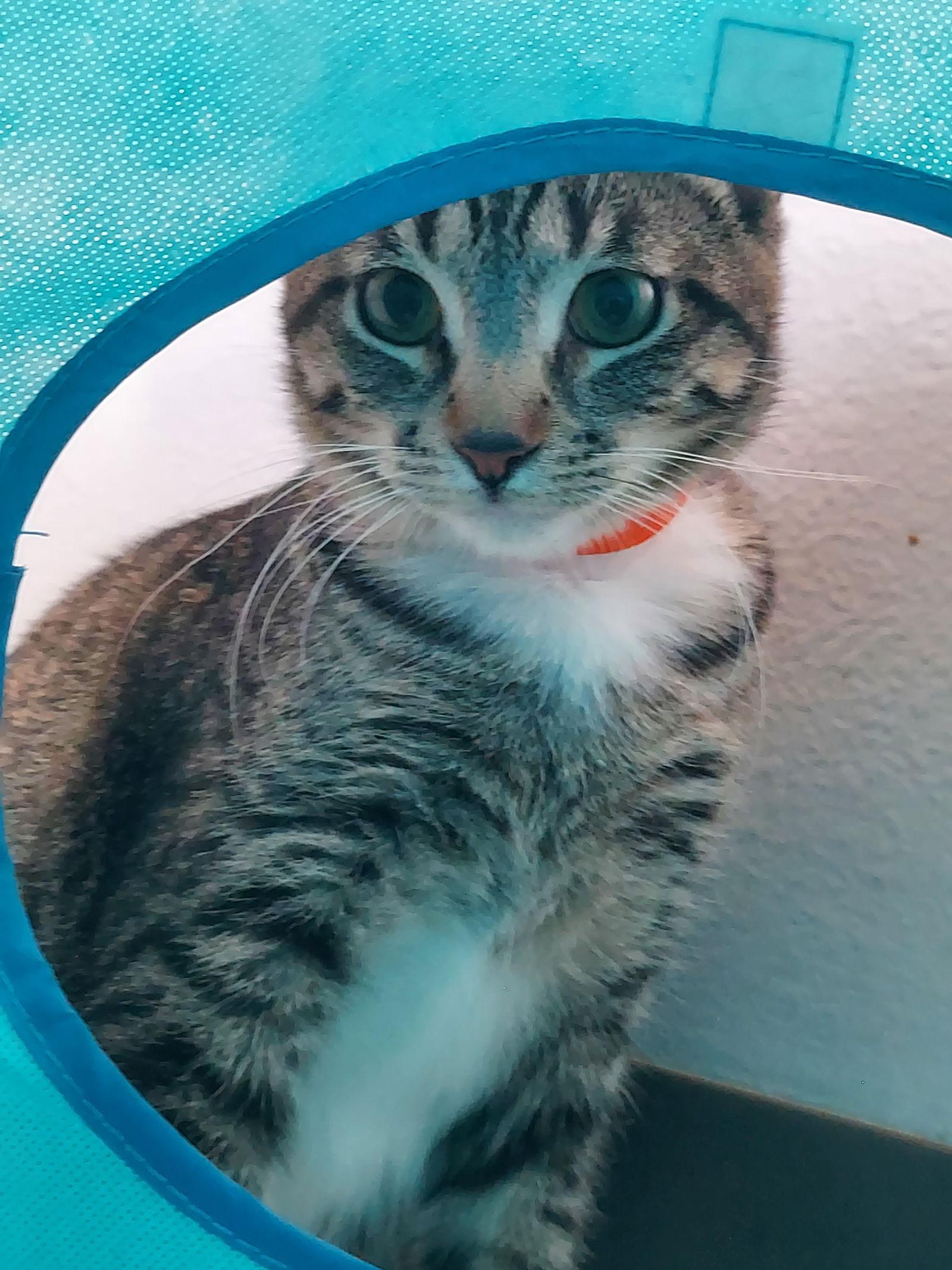 Mojave @ The Cat's Brew, a Adoptable Domestic Short Hair in Montello, WI image 1/3