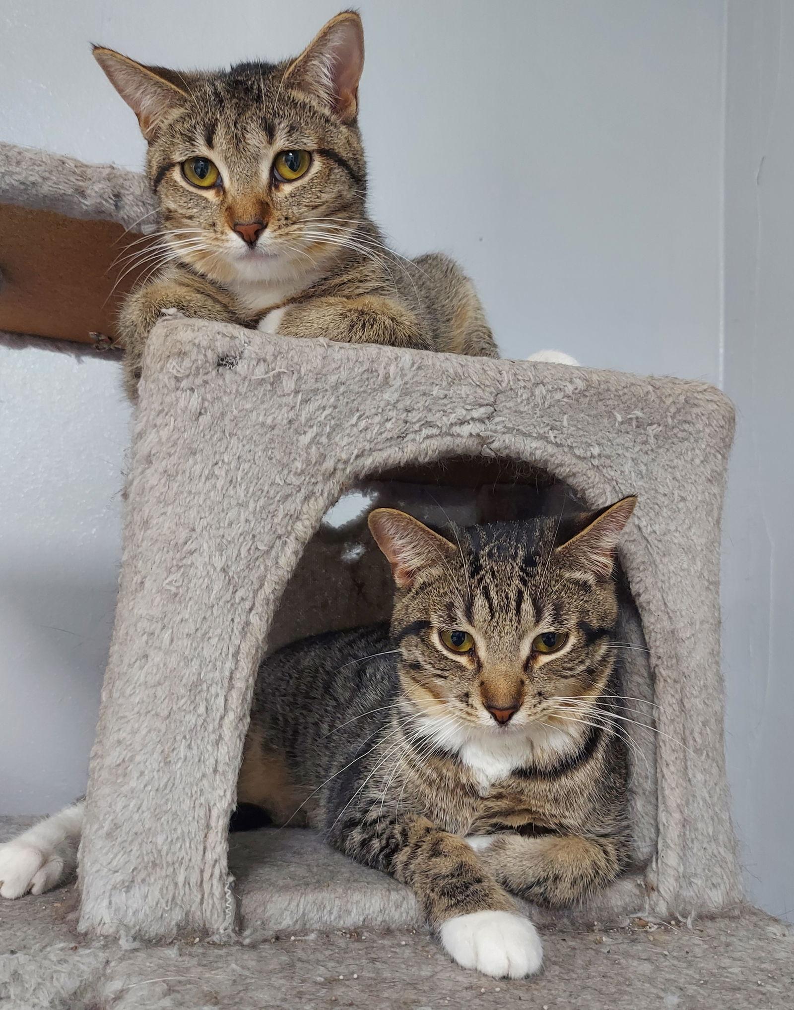 Mojave @ The Cat's Brew, a Adoptable Domestic Short Hair in Montello, WI image 2/3