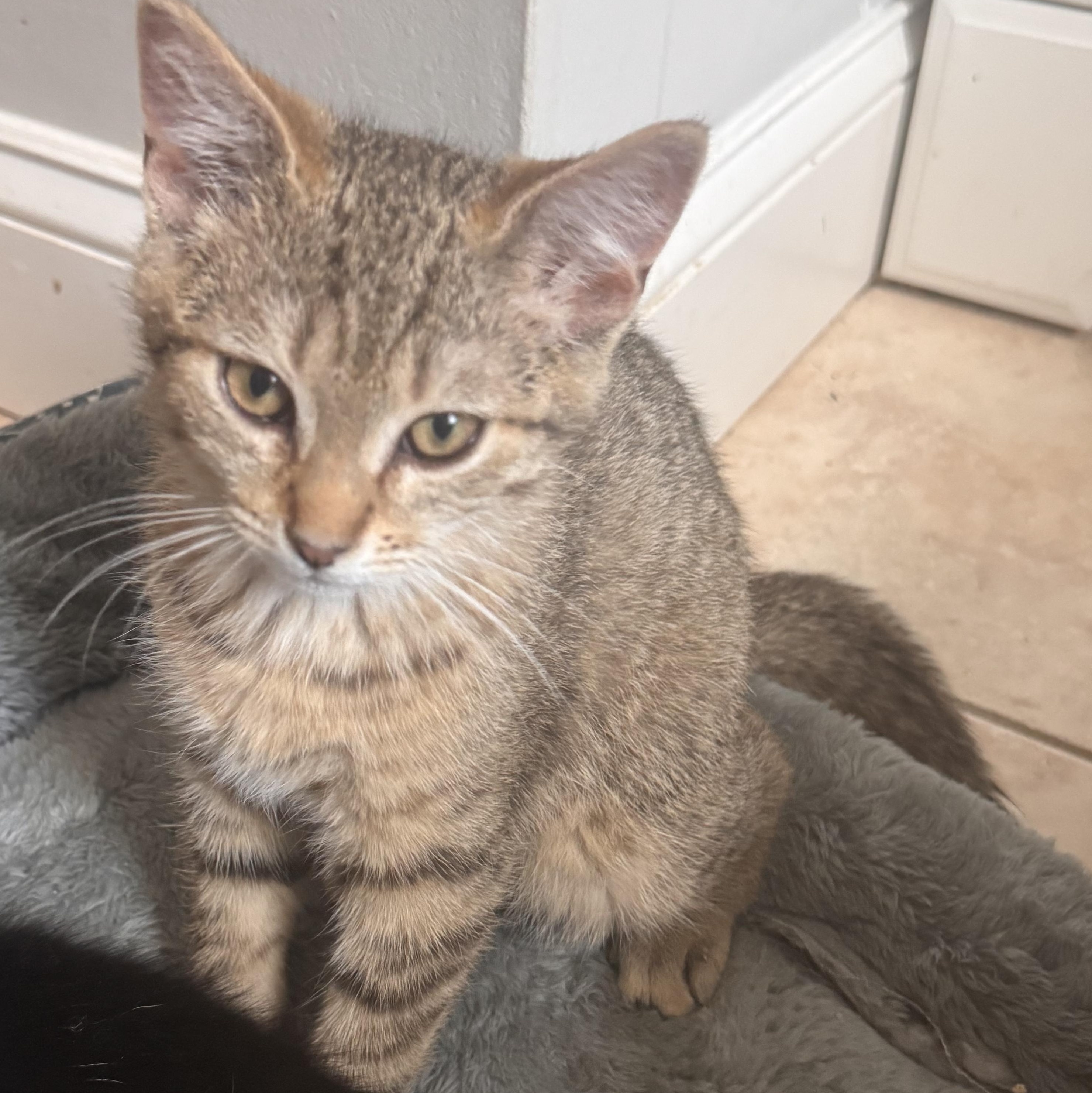 Theodore, Adoptable, Kitten Male Domestic Short Hair.