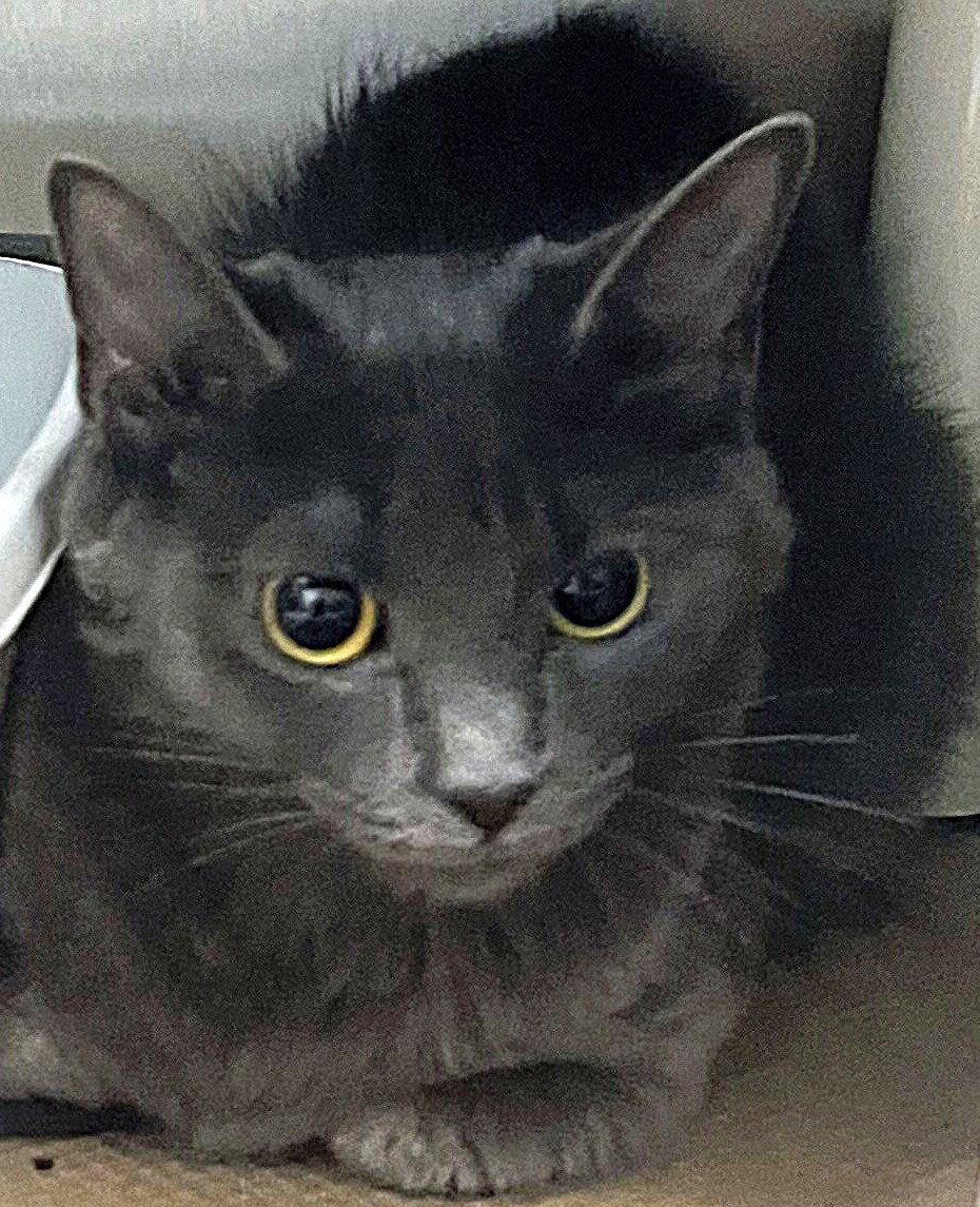 Ms. Jackson (TAS #6), a Adopted Domestic Short Hair in Trenton, NJ image 1/2