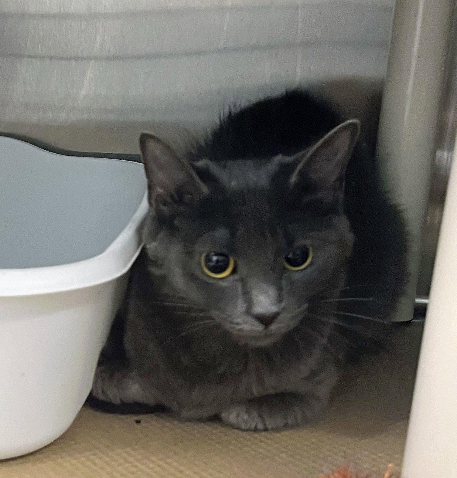 Ms. Jackson (TAS #6), a Adopted Domestic Short Hair in Trenton, NJ image 2/2