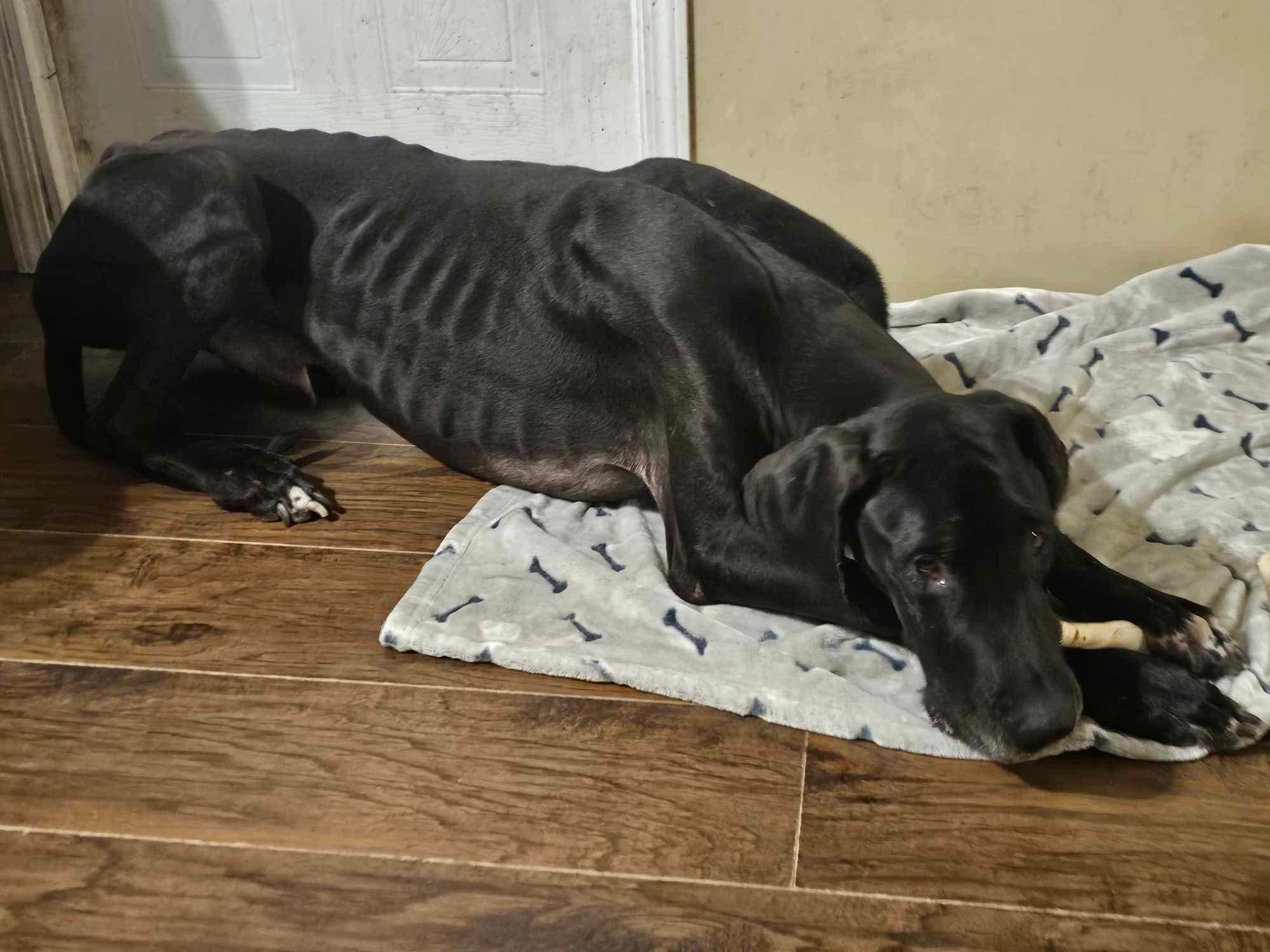 Monty, Adopted, Adult Male Great Dane.