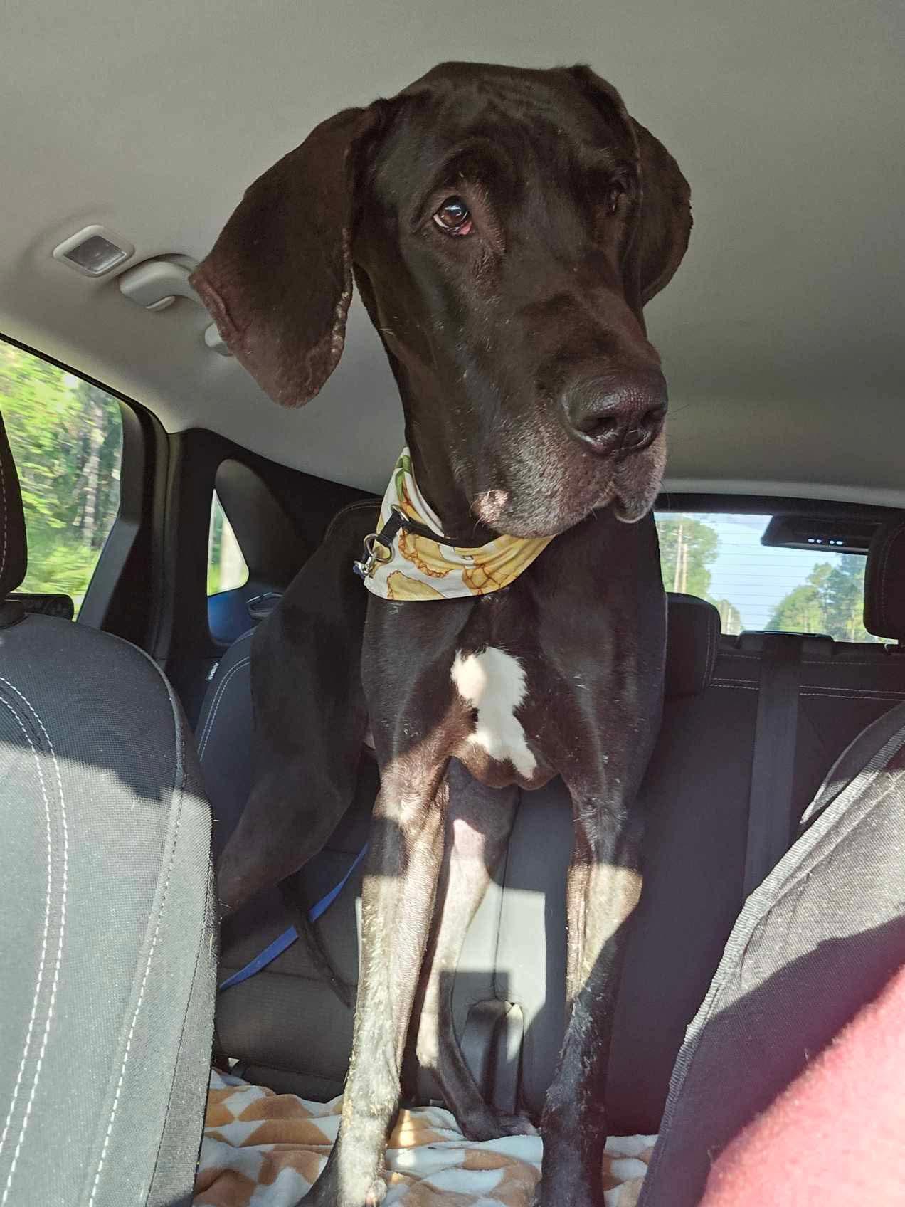 Enlarge Monty, a Adopted Great Dane in Palm Coast, FL image 2/4