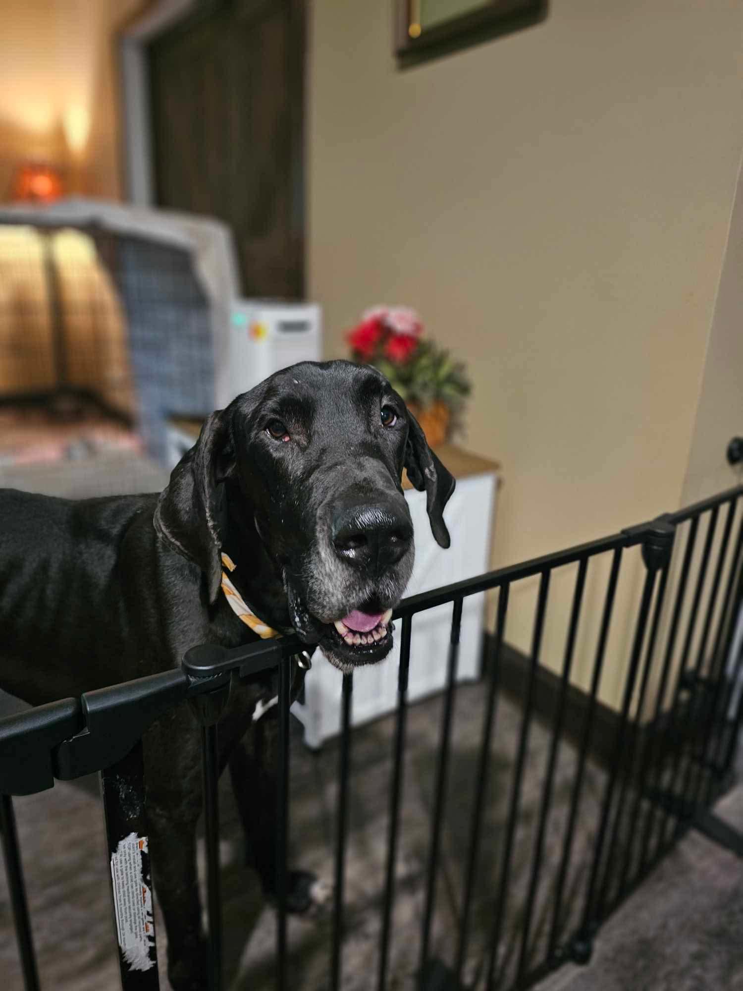 Enlarge Monty, a Adopted Great Dane in Palm Coast, FL image 3/4