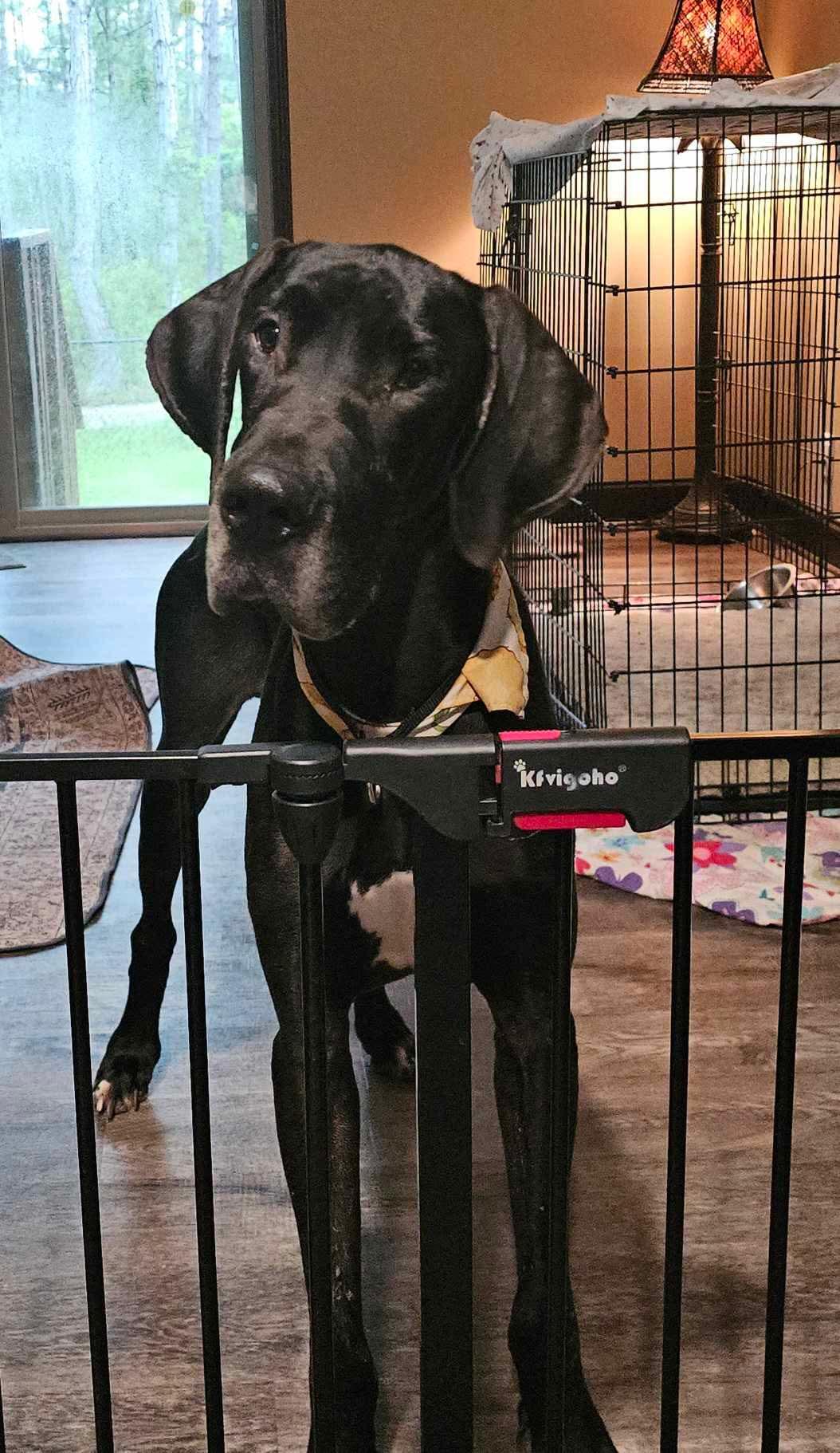 Enlarge Monty, a Adopted Great Dane in Palm Coast, FL image 4/4