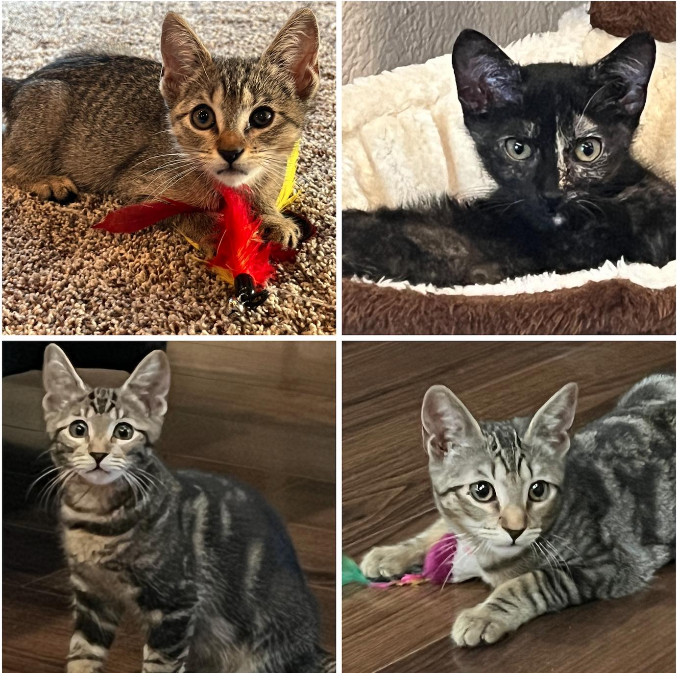 Misty, Adopted, Young Female Tabby & Tortoiseshell.