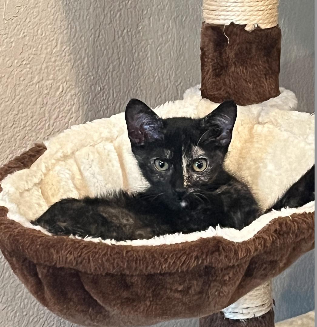 Misty, a Adopted mixed breed in Long Beach, CA image 2/3