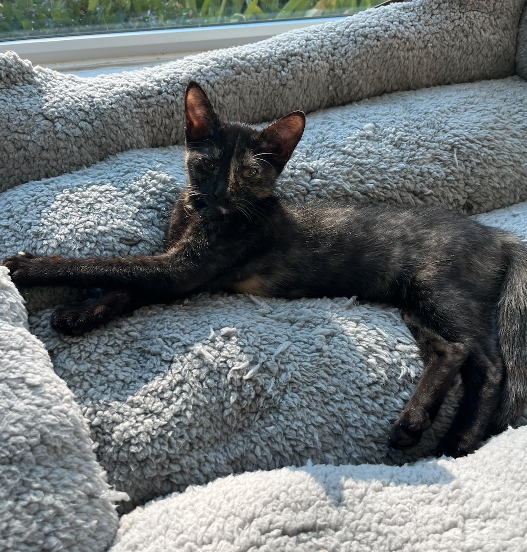 Misty, a Adopted mixed breed in Long Beach, CA image 3/3