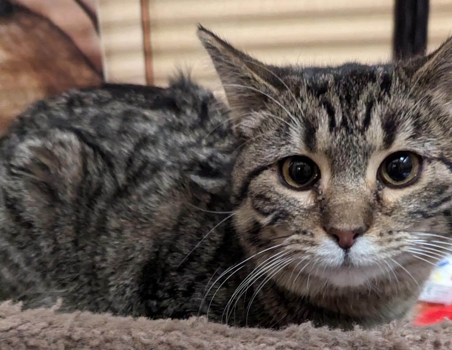 Enlarge Winona , an adopted Tabby in Noblesville, IN image 1/1