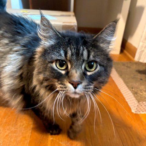 Shirly, Adoptable, Senior Female Maine Coon.