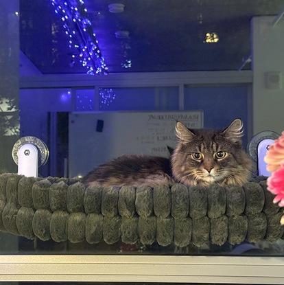 Enlarge Shirly, a Adoptable Maine Coon in Portland, OR image 2/5