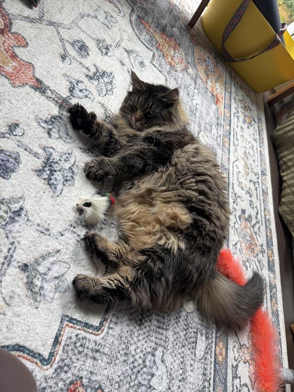 Enlarge Shirly, a Adoptable Maine Coon in Portland, OR image 3/5