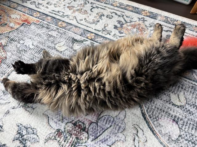 Enlarge Shirly, a Adoptable Maine Coon in Portland, OR image 4/5