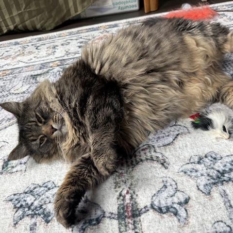 Enlarge Shirly, a Adoptable Maine Coon in Portland, OR image 5/5