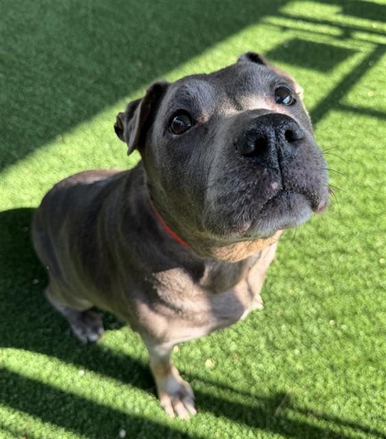 DIAMOND, Adoptable, Adult Female Pit Bull Terrier.