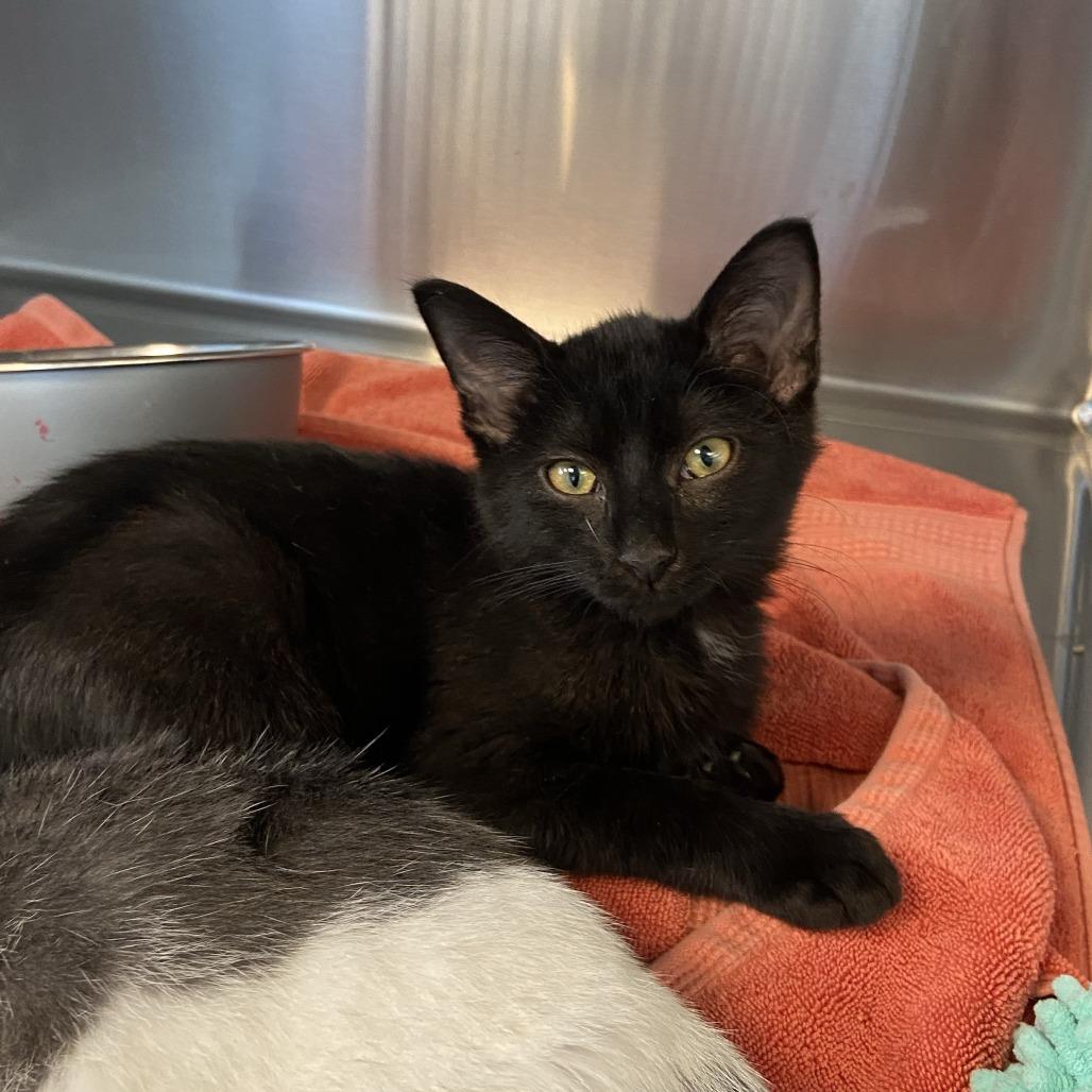 Mikey, a Adoptable Domestic Short Hair in Washington Township, OH image 1/2