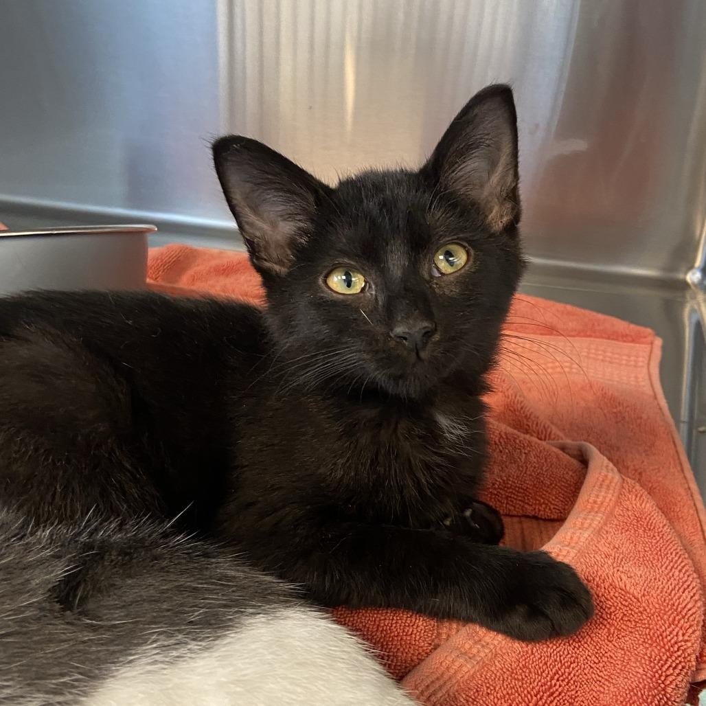 Mikey, a Adoptable Domestic Short Hair in Washington Township, OH image 2/2