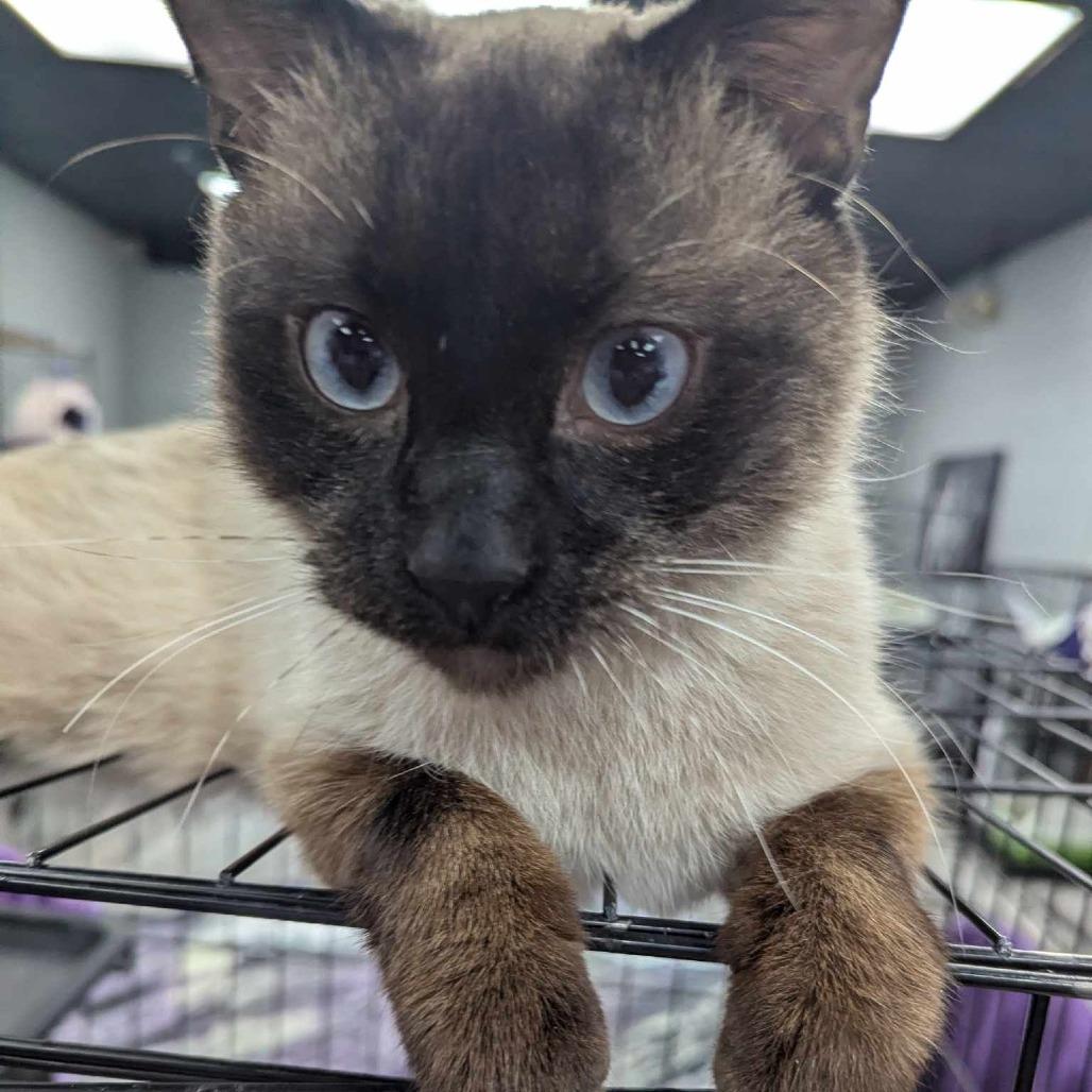 Picasso, Adoptable, Adult Male Siamese.