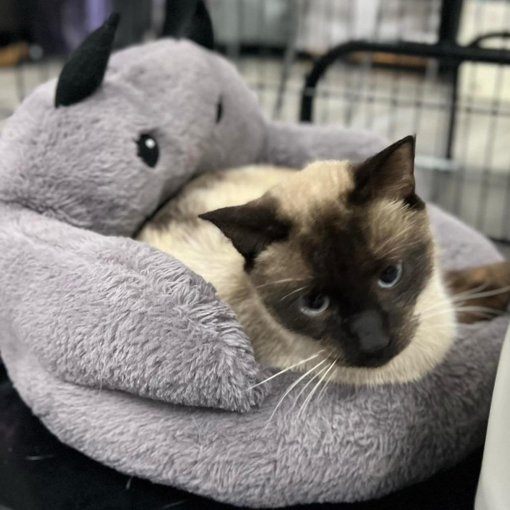 Enlarge Picasso, a Adoptable Siamese in Springfield, MO image 2/5