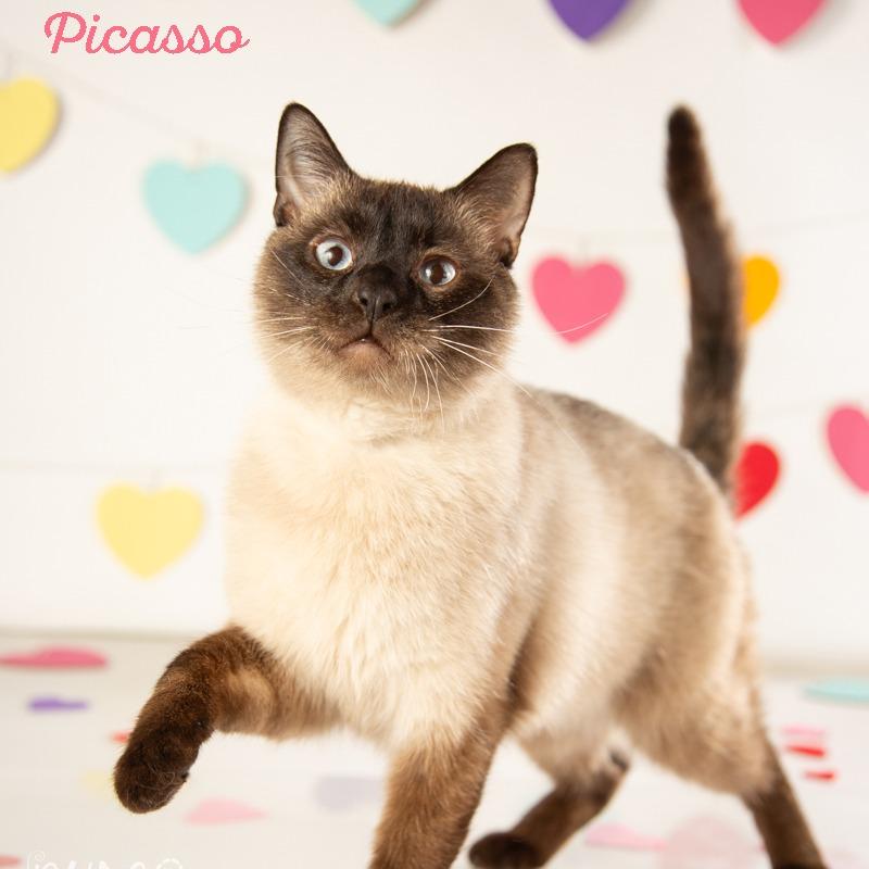 Enlarge Picasso, a Adoptable Siamese in Springfield, MO image 3/5