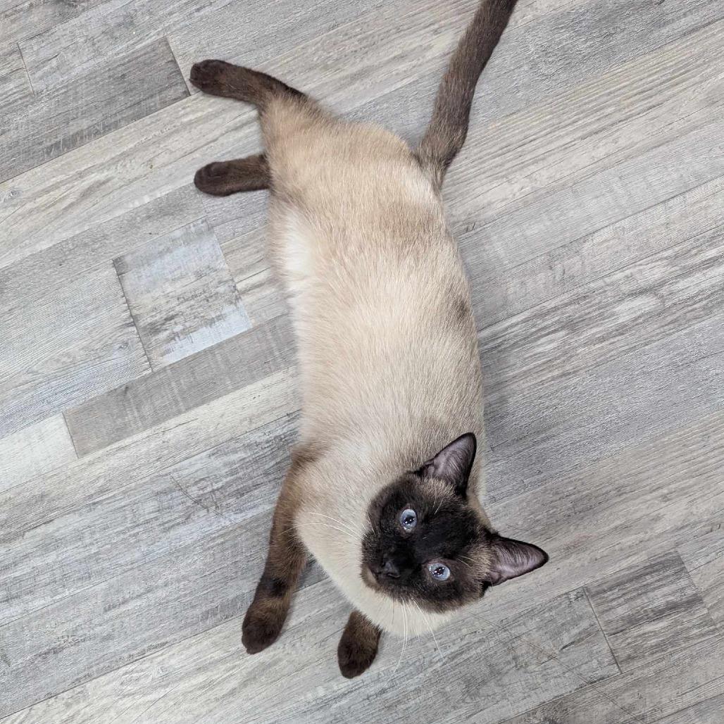 Enlarge Picasso, a Adoptable Siamese in Springfield, MO image 4/5