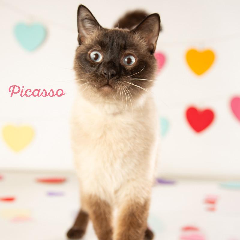 Enlarge Picasso, a Adoptable Siamese in Springfield, MO image 5/5