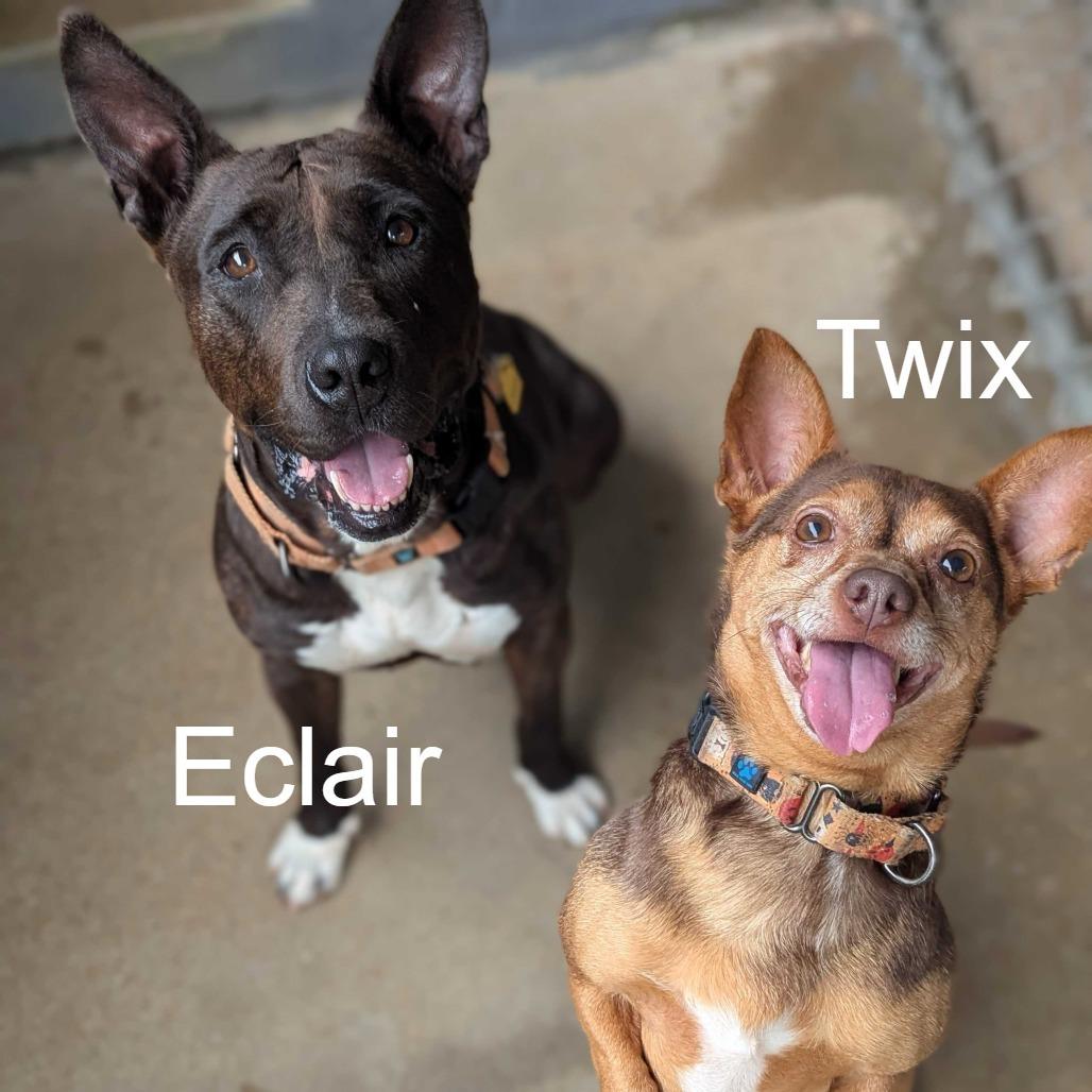 Twix, Adoptable, Adult Male Chihuahua.