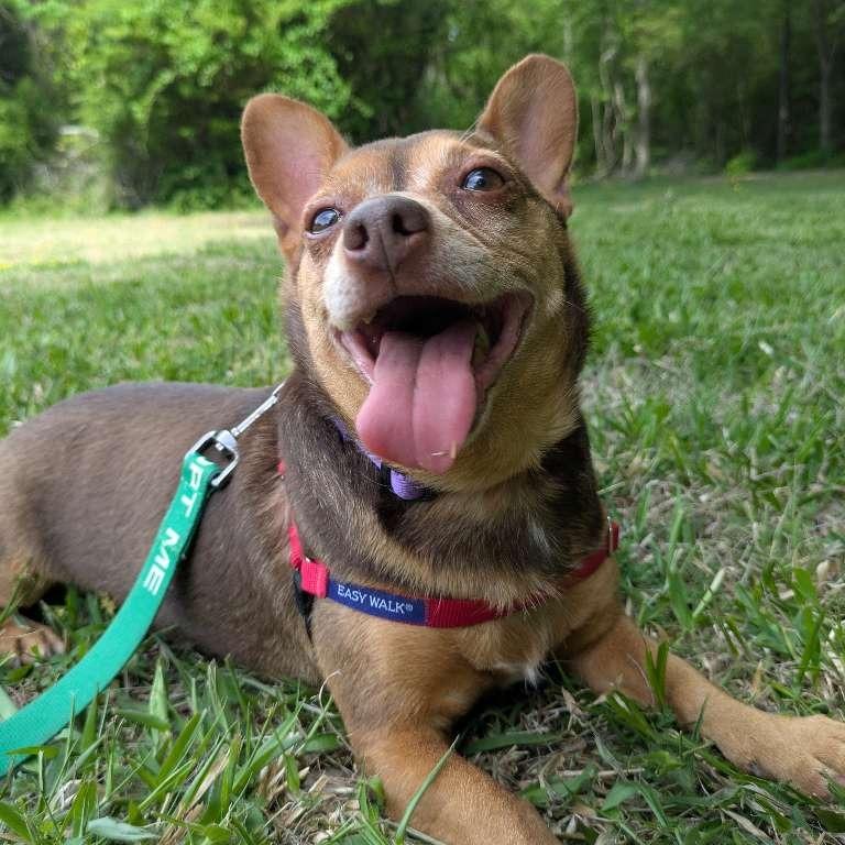 Enlarge Twix, a Adoptable Chihuahua in Richmond, VA image 2/6