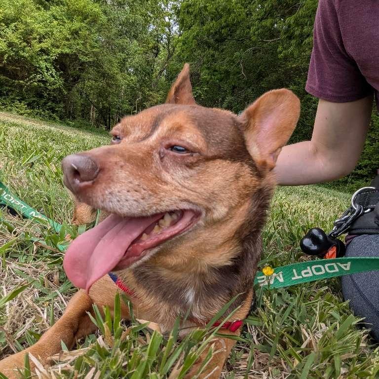 Enlarge Twix, a Adoptable Chihuahua in Richmond, VA image 4/6
