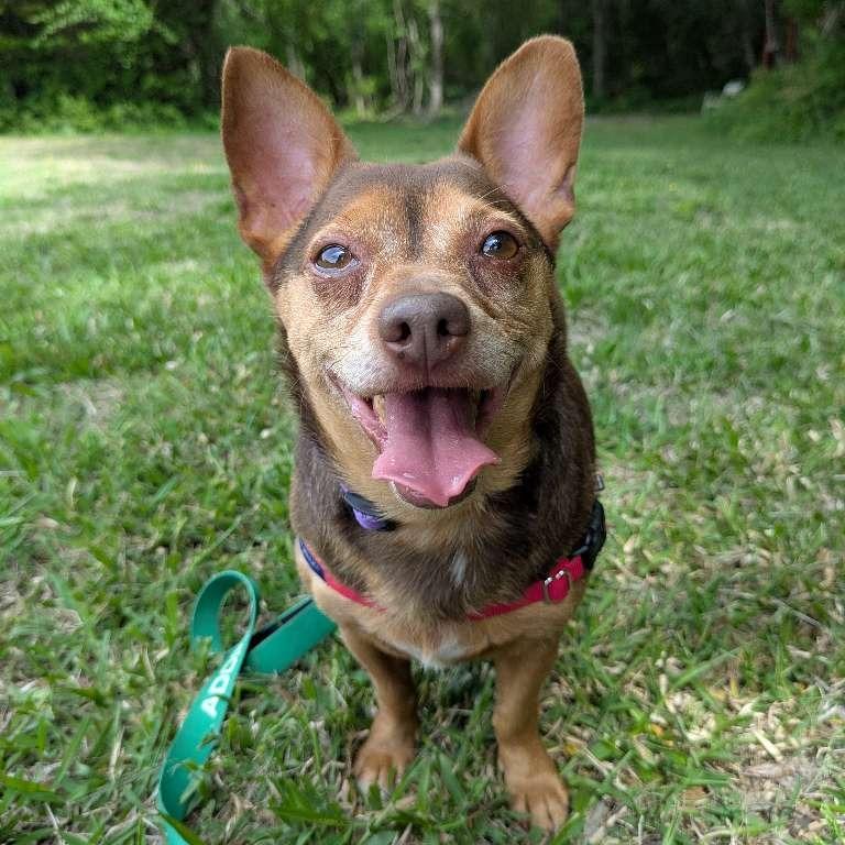 Enlarge Twix, a Adoptable Chihuahua in Richmond, VA image 5/6