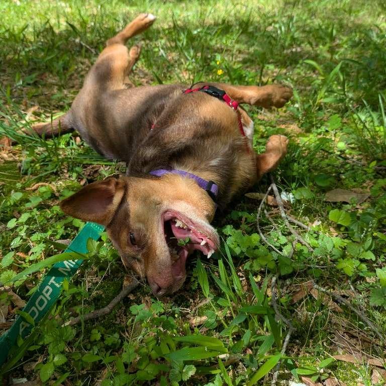 Enlarge Twix, a Adoptable Chihuahua in Richmond, VA image 6/6