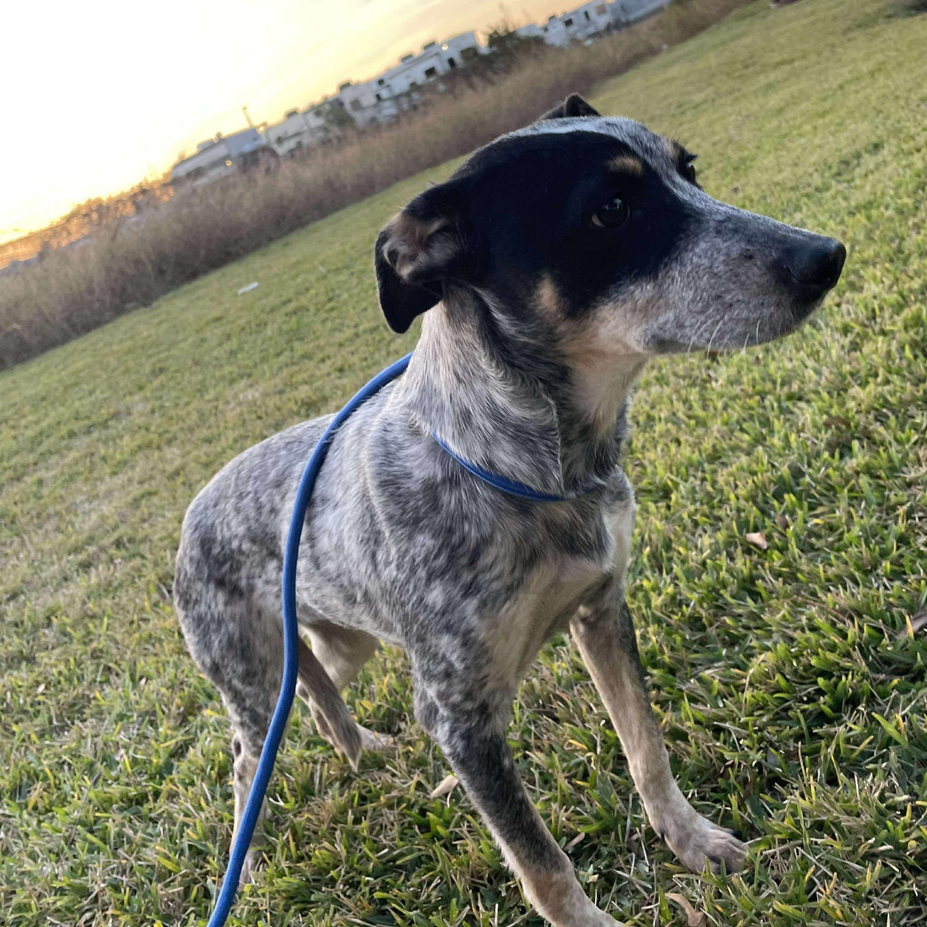 Enlarge Gigi, an adopted mixed breed in Winchester, VA image 2/4