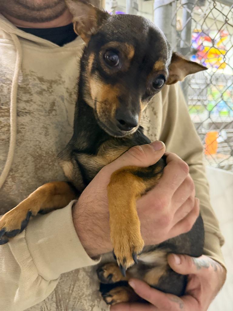 Hershey, Adoptable, Young Male Miniature Pinscher & Mixed Breed.