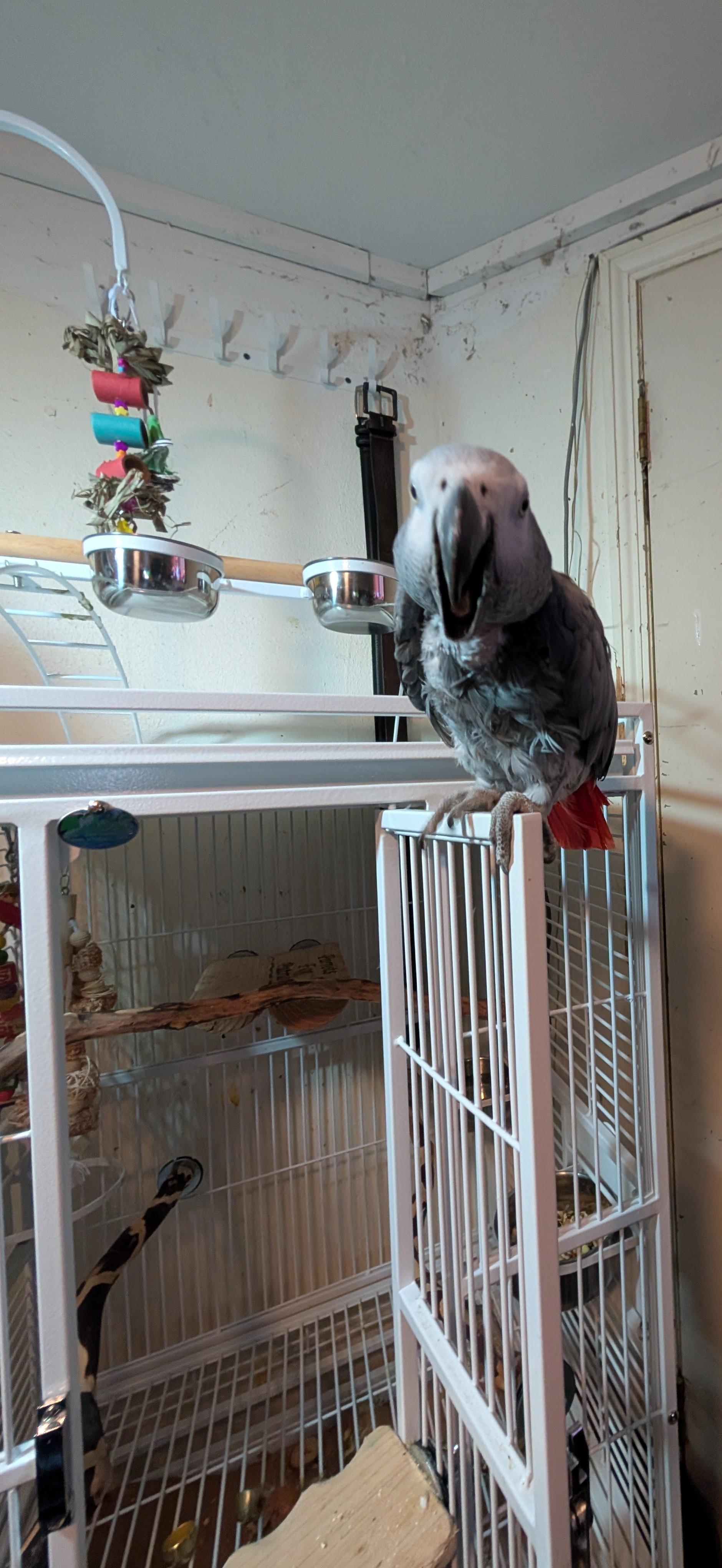 Sydney and Sheldon – A Remarkable Pair of African Greys, Adopted, Adult Female African Grey.