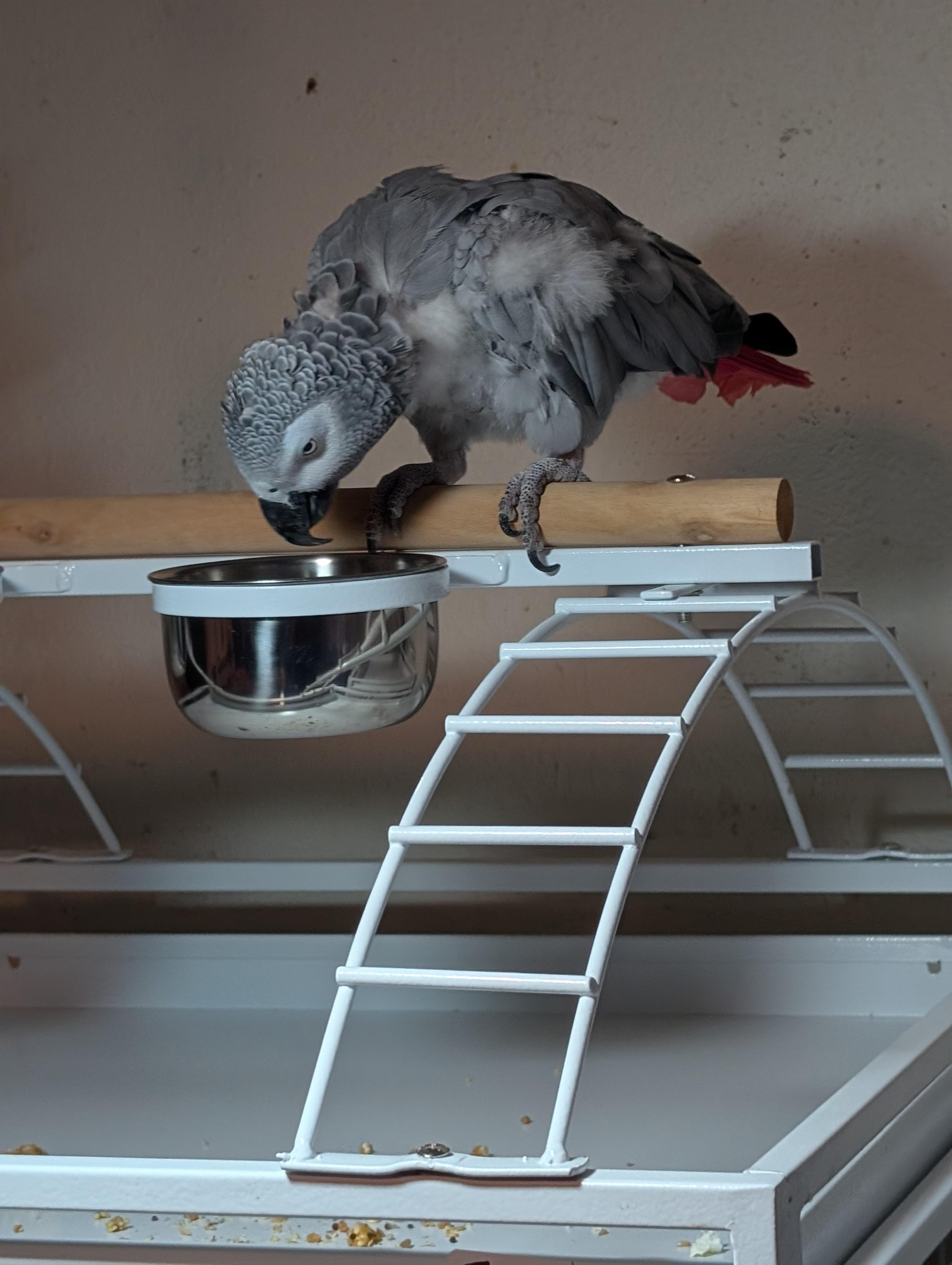 Sydney and Sheldon – A Remarkable Pair of African Greys, a Adopted African Grey in Vancouver, WA image 3/6