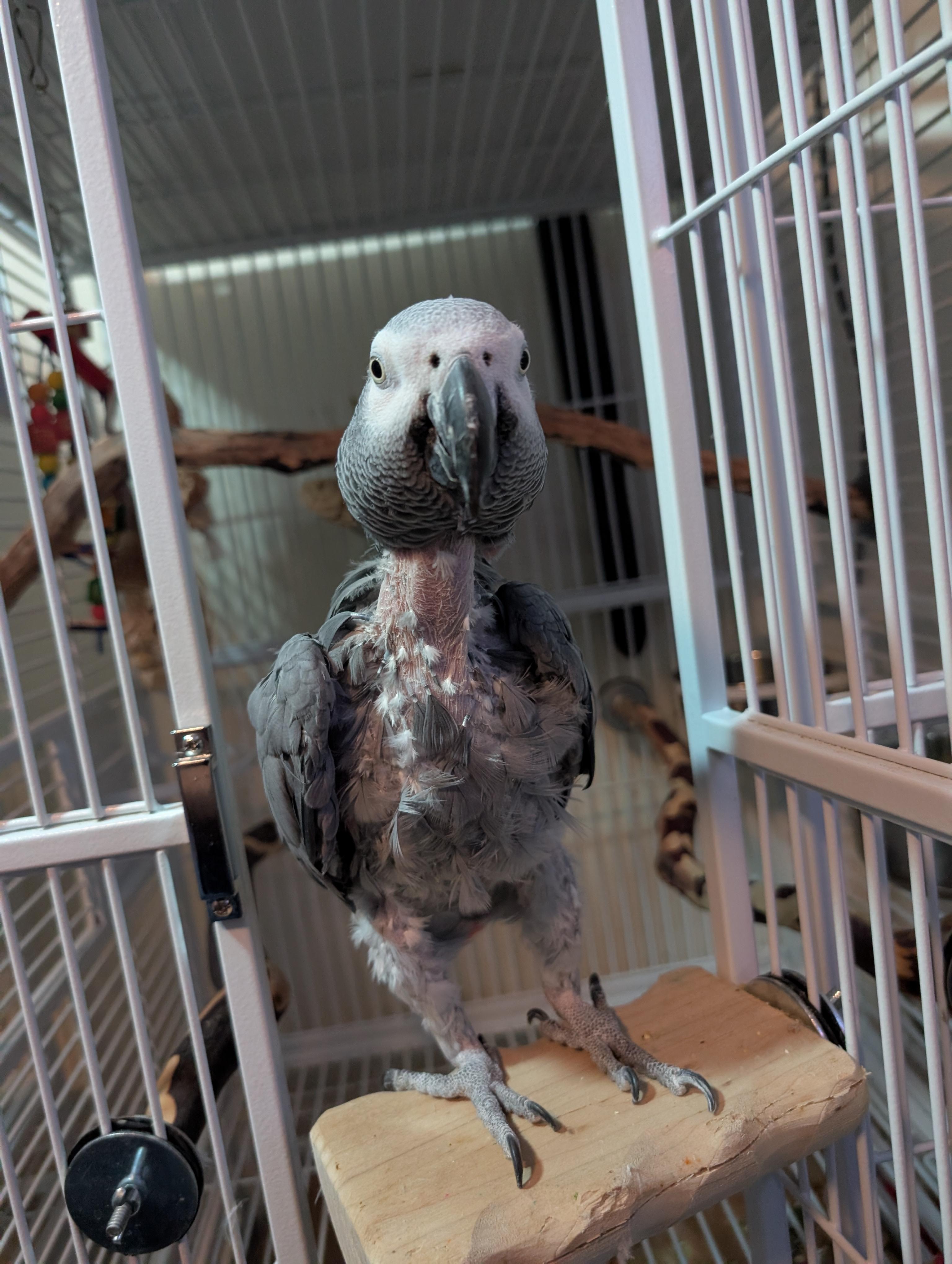 Sydney and Sheldon – A Remarkable Pair of African Greys, a Adopted African Grey in Vancouver, WA image 2/6