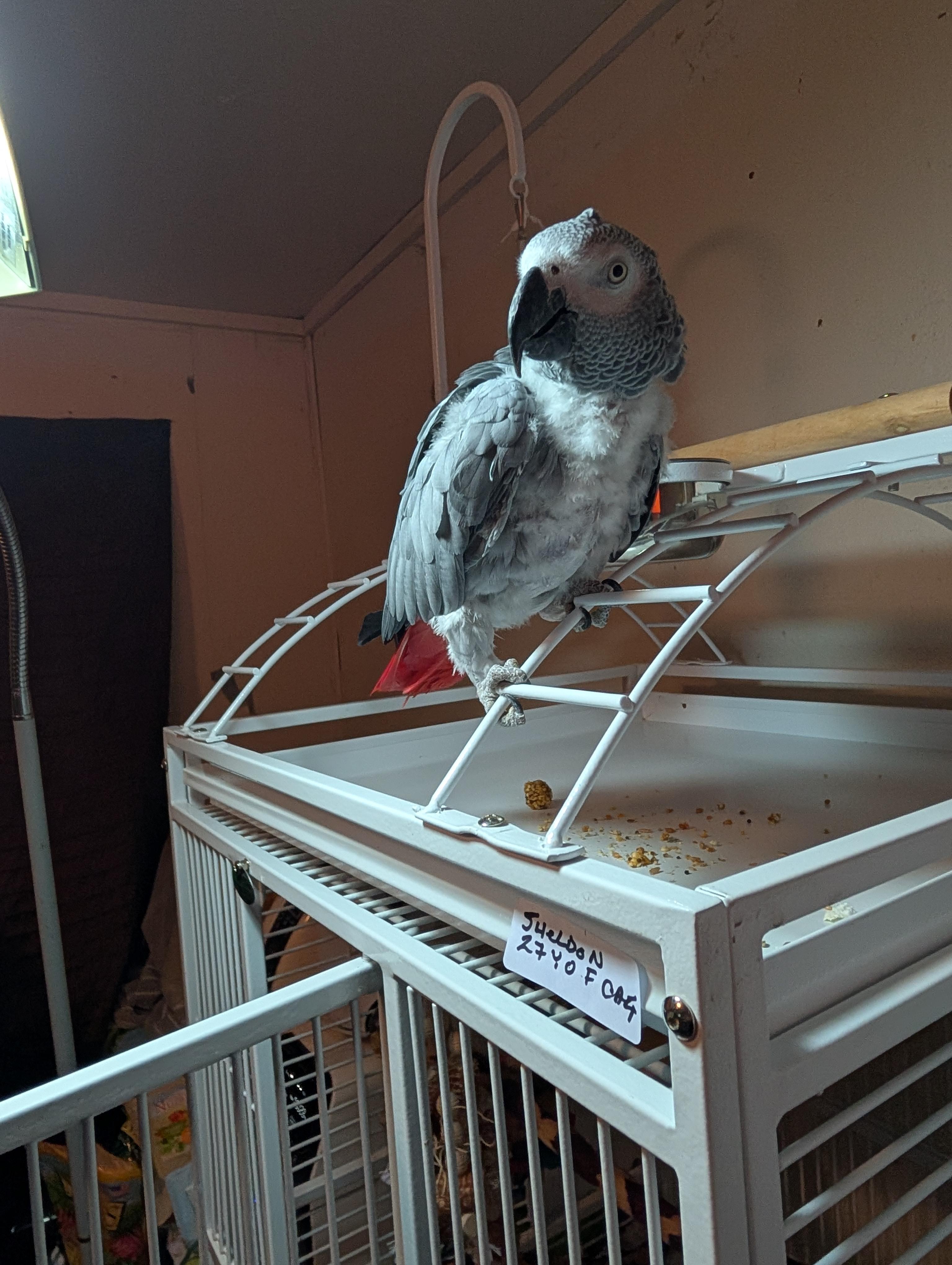 Sydney and Sheldon – A Remarkable Pair of African Greys, a Adopted African Grey in Vancouver, WA image 4/6
