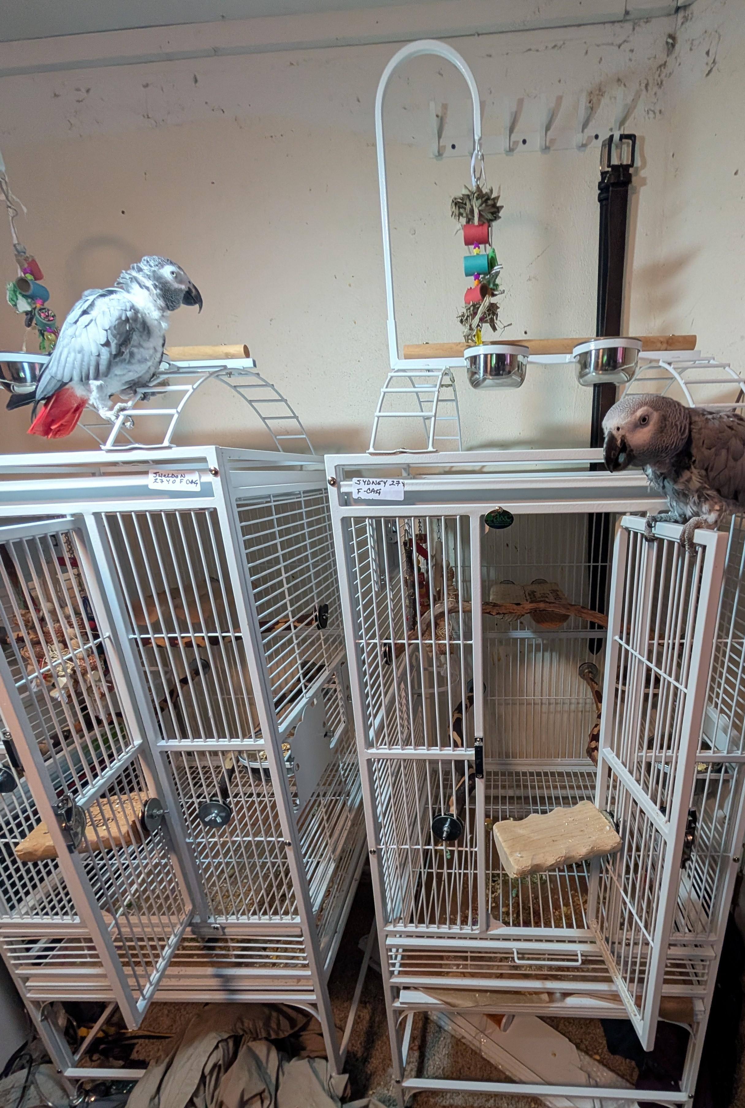Sydney and Sheldon – A Remarkable Pair of African Greys, a Adopted African Grey in Vancouver, WA image 5/6