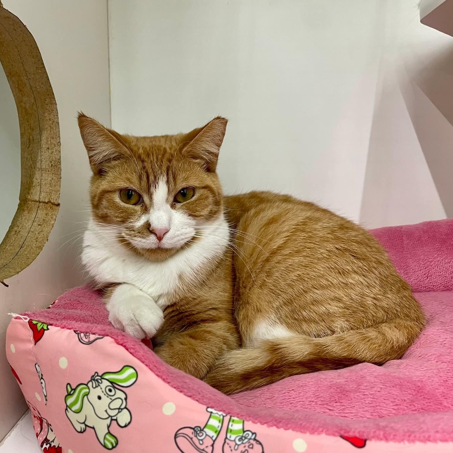 Enlarge Frankie, a ADOPTABLE Domestic Short Hair in Wyandotte, MI image 4/5