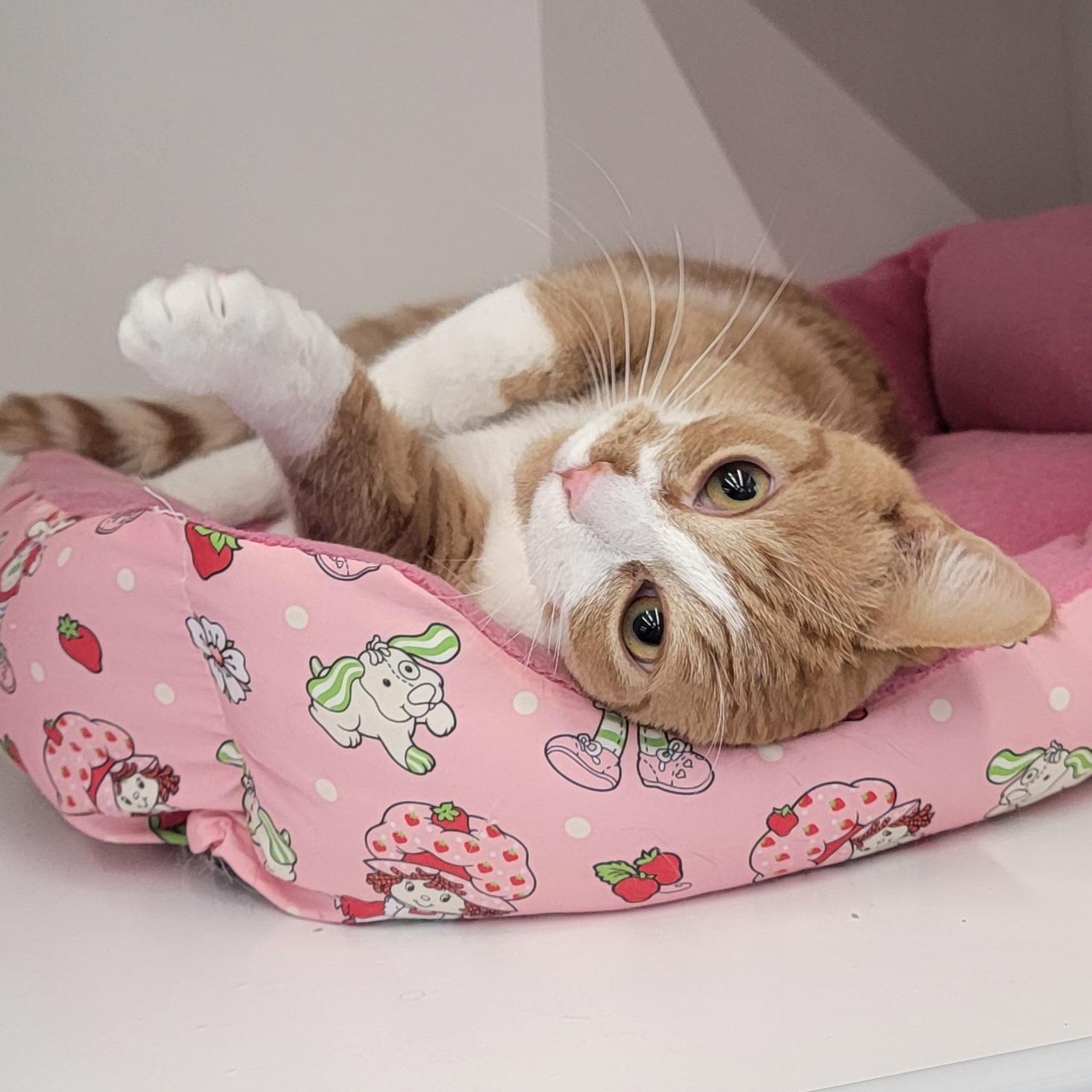 Enlarge Frankie, a ADOPTABLE Domestic Short Hair in Wyandotte, MI image 1/3