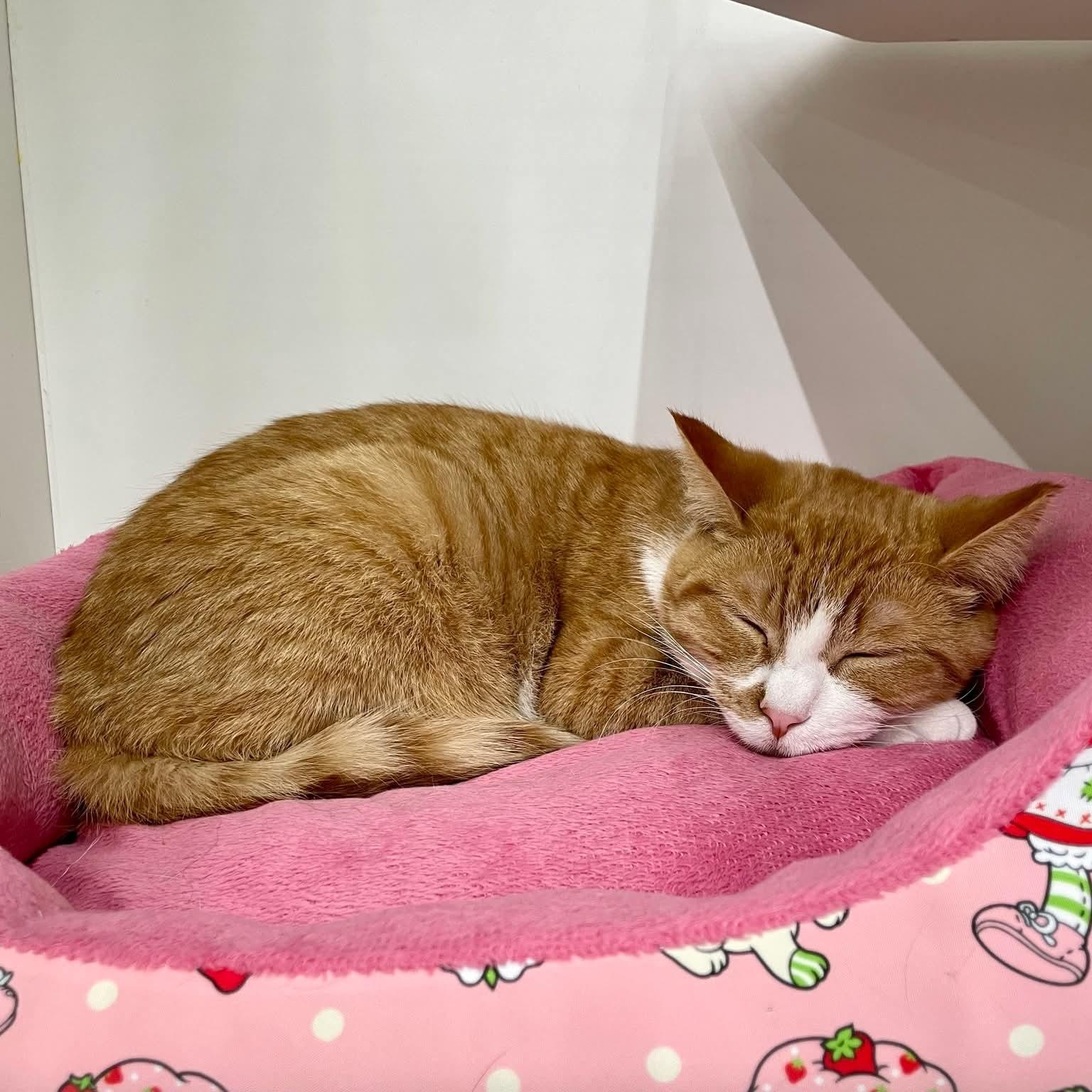 Enlarge Frankie, a ADOPTABLE Domestic Short Hair in Wyandotte, MI image 5/5