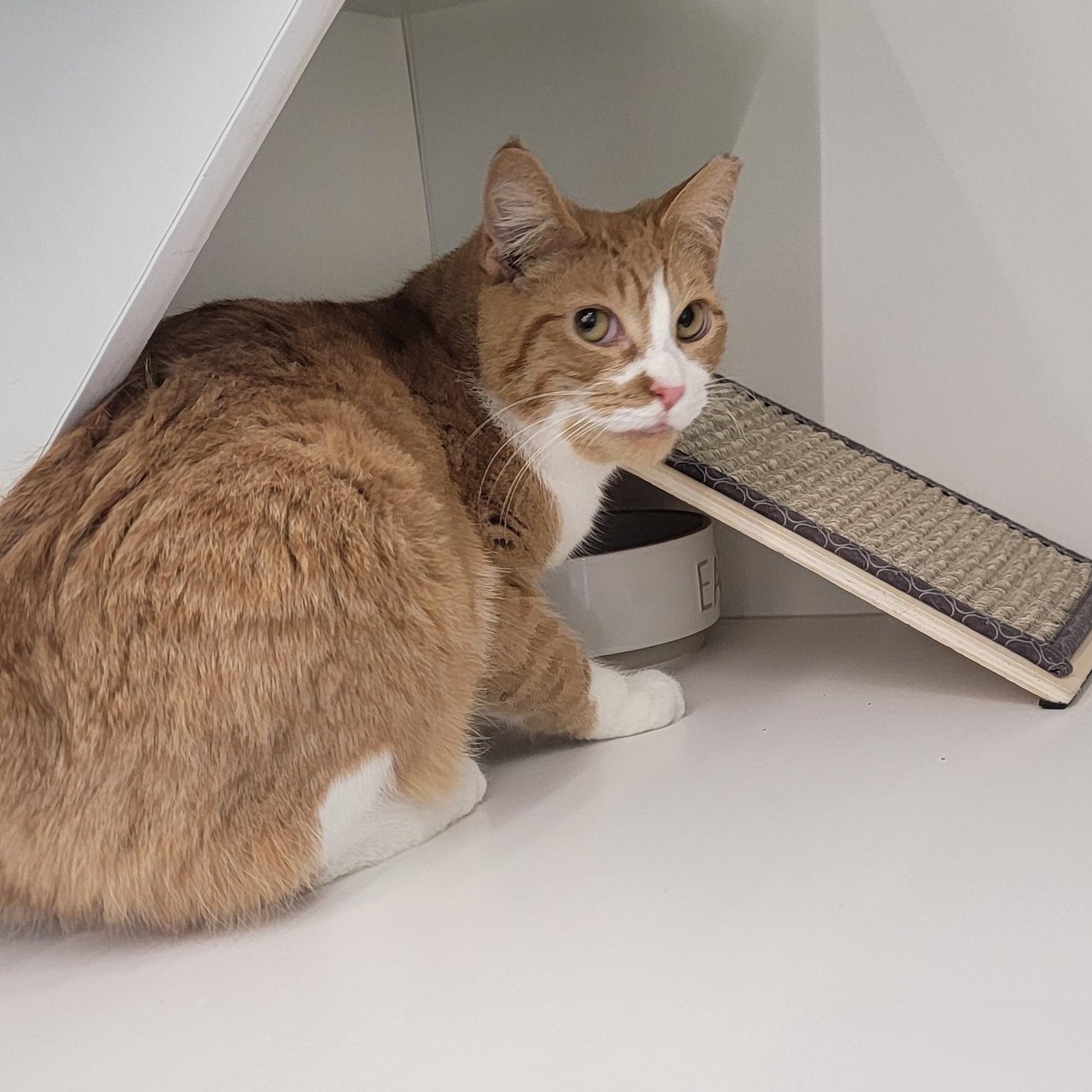 Enlarge Frankie, a ADOPTABLE Domestic Short Hair in Wyandotte, MI image 2/3