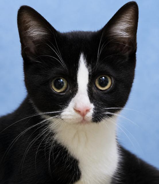 Enlarge Pixel, a Adoptable Domestic Short Hair in Newtown Square, PA image 2/3