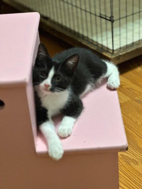 Enlarge Pixel, a Adoptable Domestic Short Hair in Newtown Square, PA image 3/3