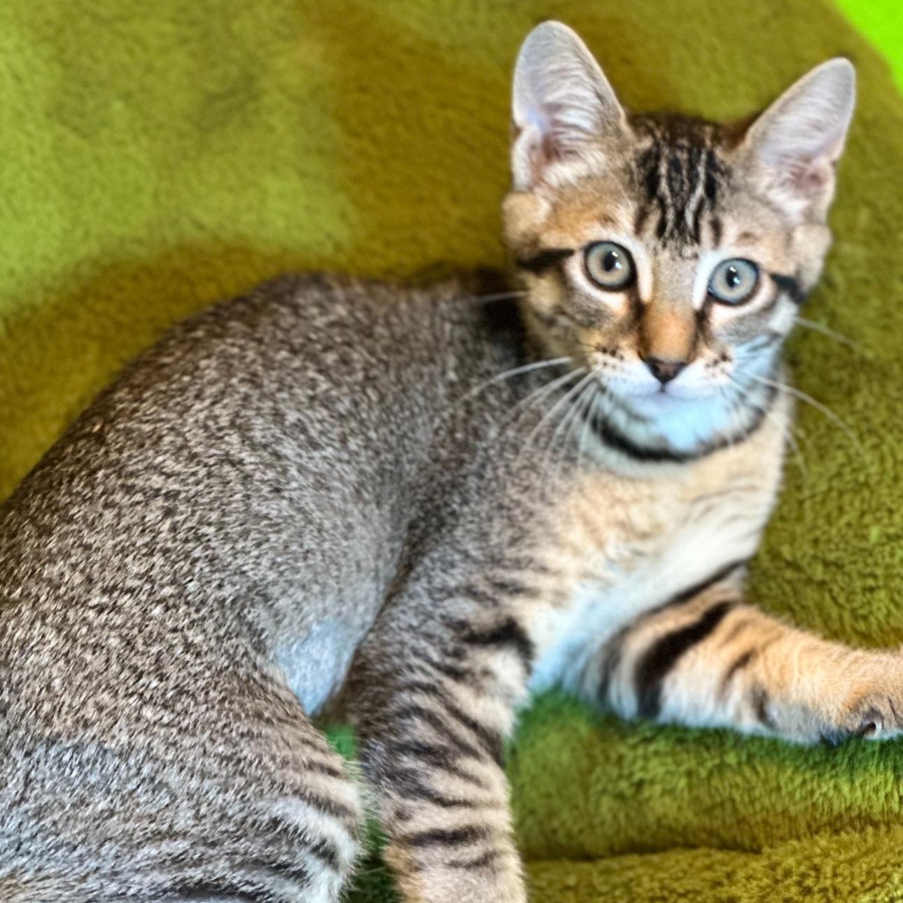Ziggy ( Monica ), Young Female Abyssinian
