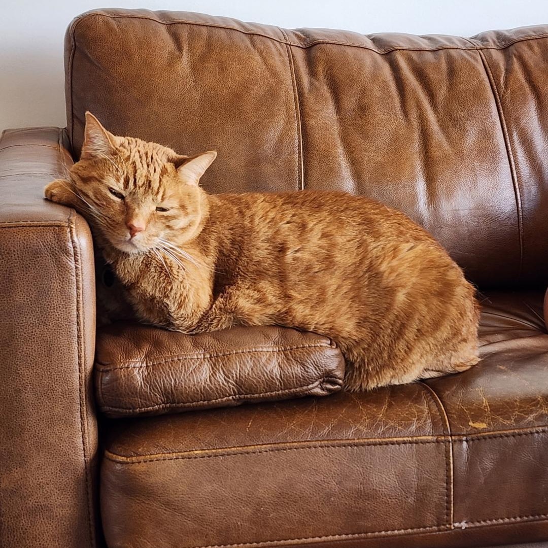 Enlarge Weasley, an adopted Domestic Short Hair in Maryville, TN image 1/3