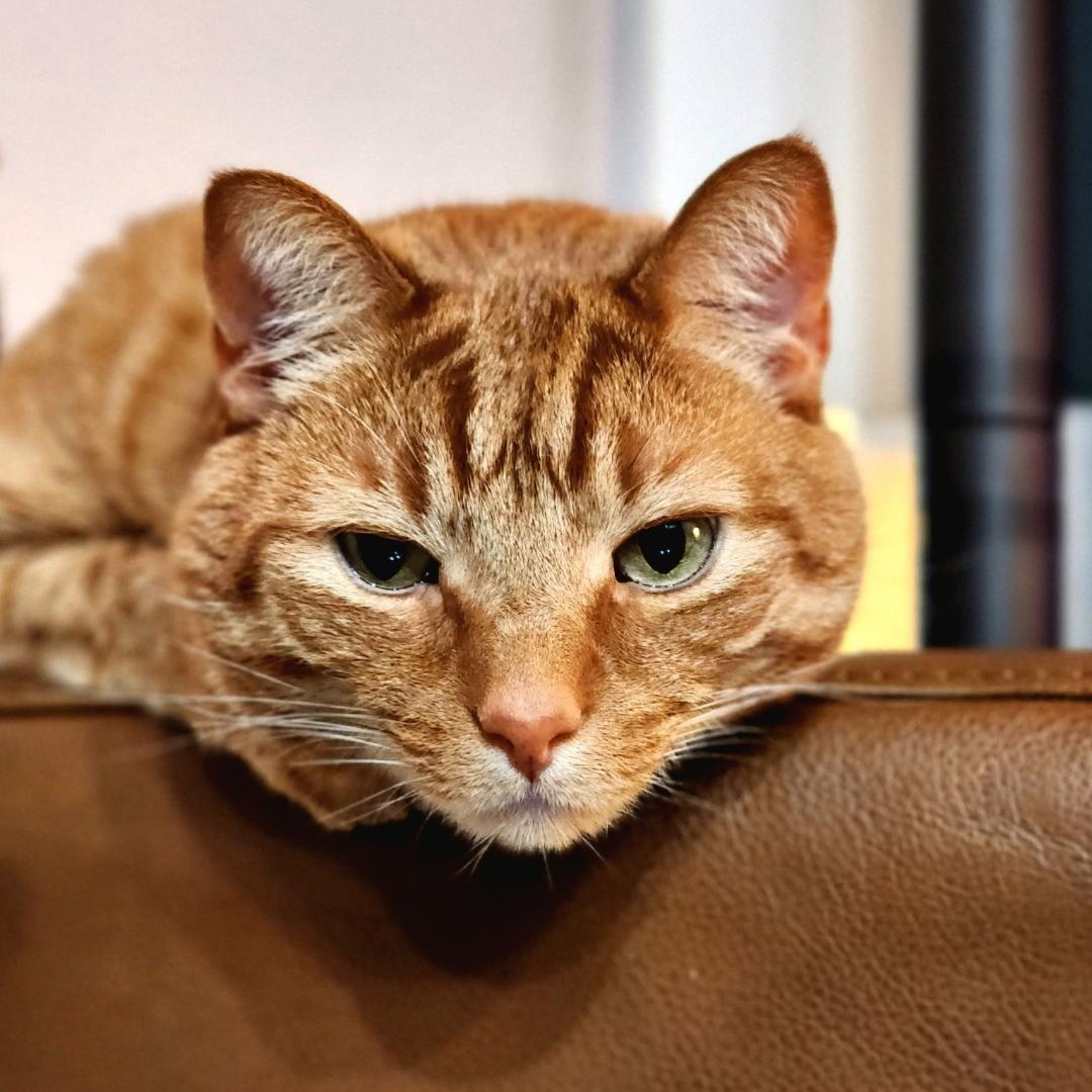 Enlarge Weasley, an adopted Domestic Short Hair in Maryville, TN image 2/3