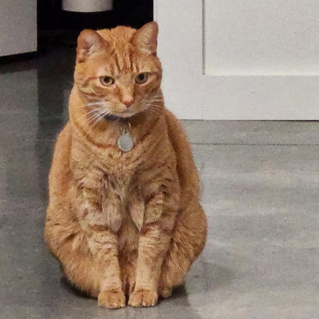 Enlarge Weasley, an adopted Domestic Short Hair in Maryville, TN image 3/3