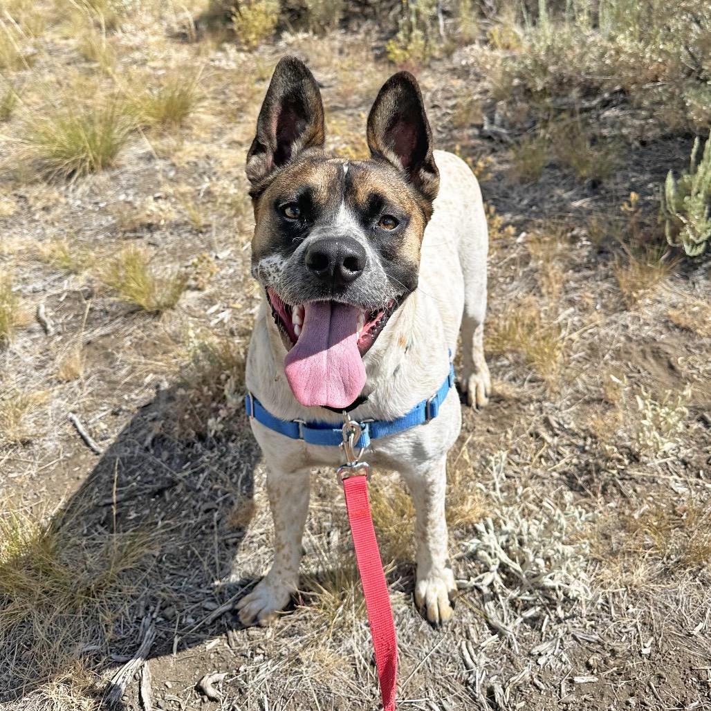Enlarge Yarrow, a Adoptable Mixed Breed in Hailey, ID image 2/6